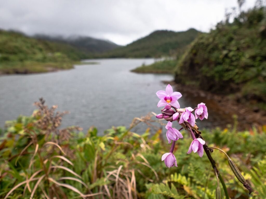 Découvrez la beauté naturelle de la Dominique